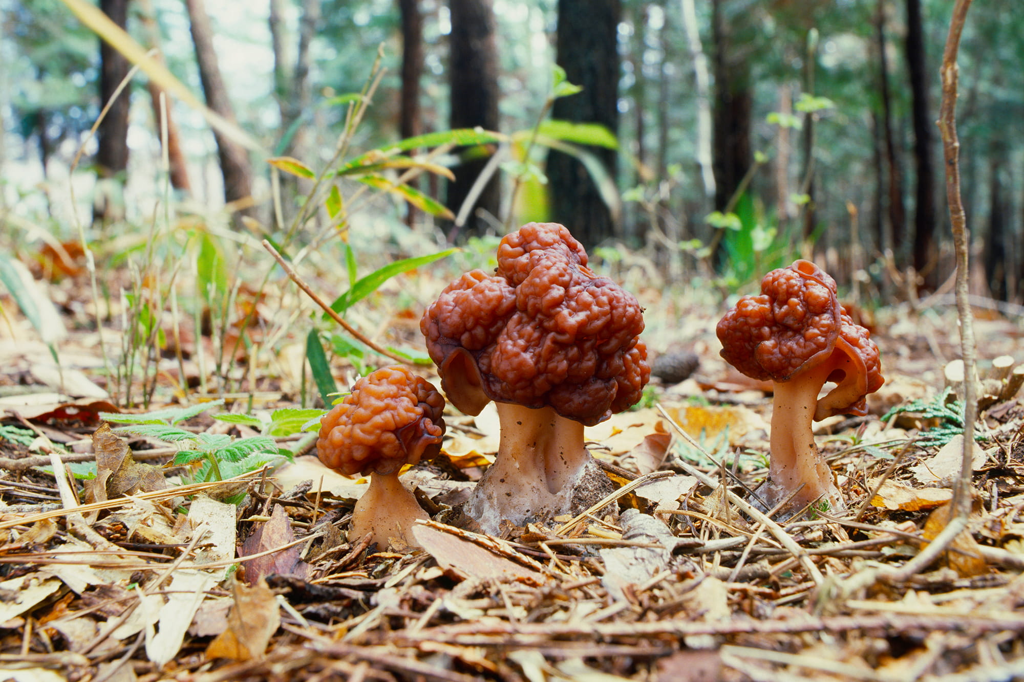 アカハツタケ - Wikipedia