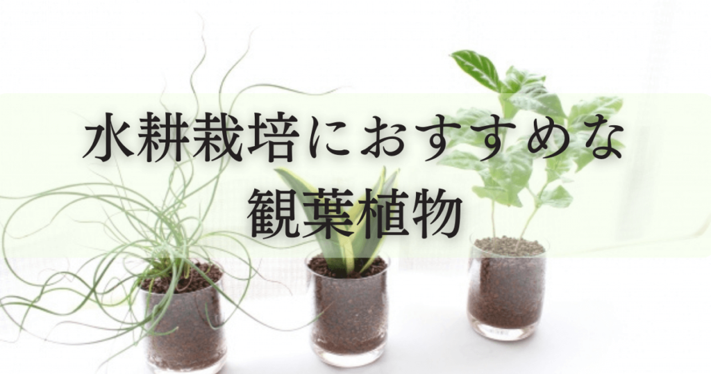 超かんたん！初心者にもおすすめ「球根の水耕栽培」で春を待つCheRish Brun