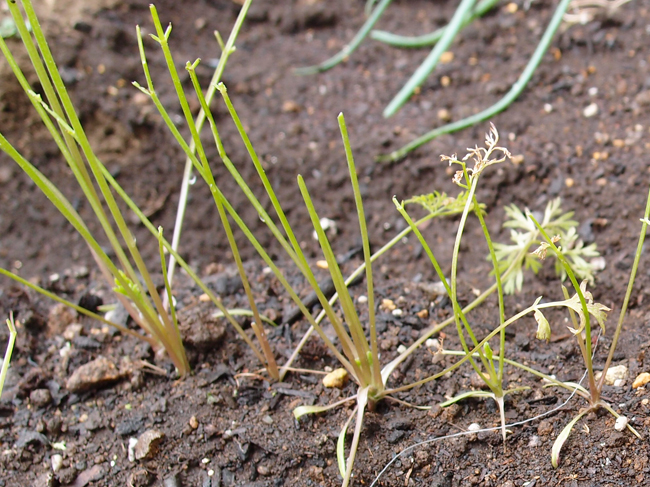 人参の葉に毒があるって本当？嘘？美味しい食べ方・レシピも紹介！ ちそう