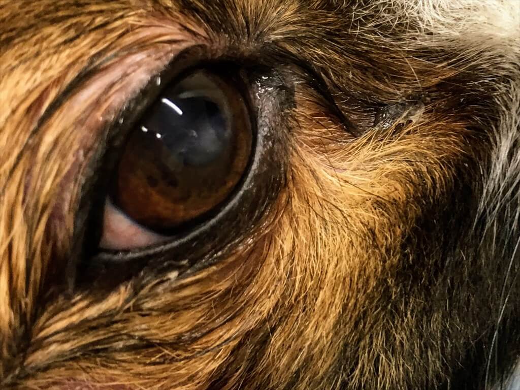 症例PAL動物病院グループパル動物病院本院・飯塚分院・江島動物病院