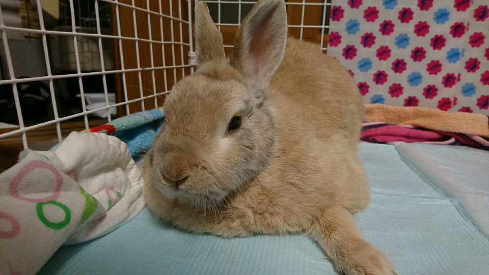 ウサギ専門医に聞く 23 湿性皮膚炎〜濡れる原因は水だけじゃない！涙・目ヤニ・よだれにも注意 - うさぎタイムズうさぎ の飼い方から飼育便利グッズ専門サイト