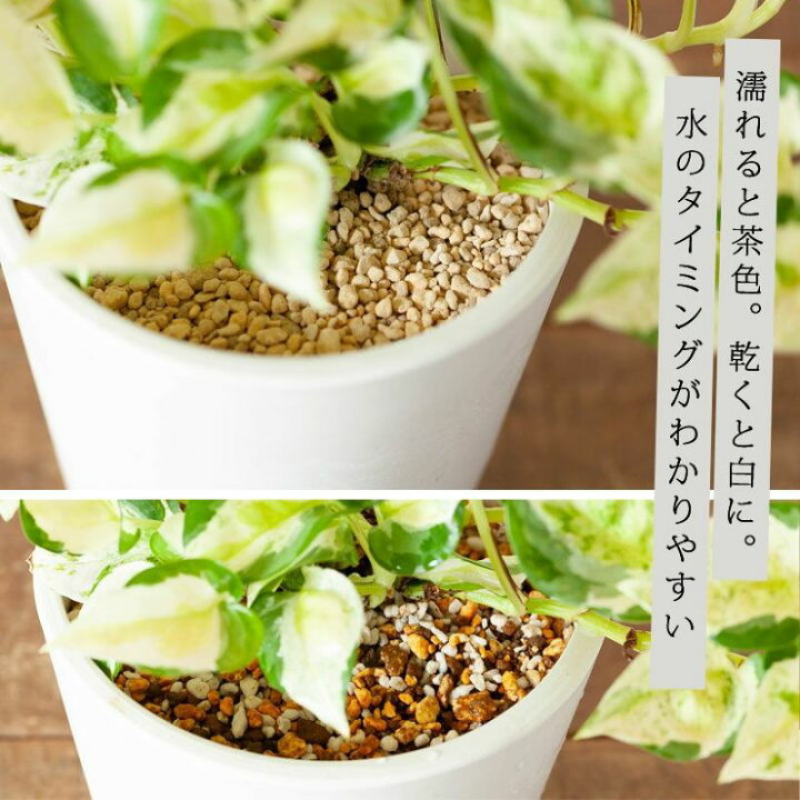 宝石のような観葉植物のお店Jewelry Plant5000円ポッキリ観葉植物 植え替え 初心者 土セット まとめ買い お手軽ガジュマル 肥料 IB化成 培養土 底ネット 送料無料植え替えオプション– Jewelry Plant online