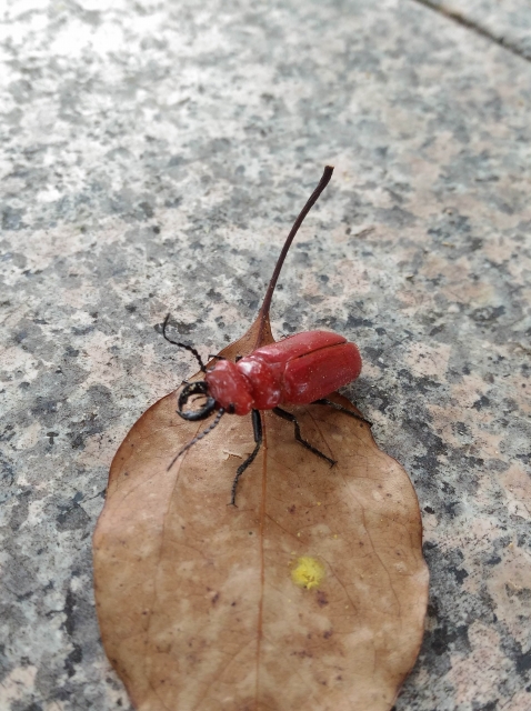 触るな危険！ 見た目は真っ赤なクワガタ、〝ヒラズゲンセイ〟に注意