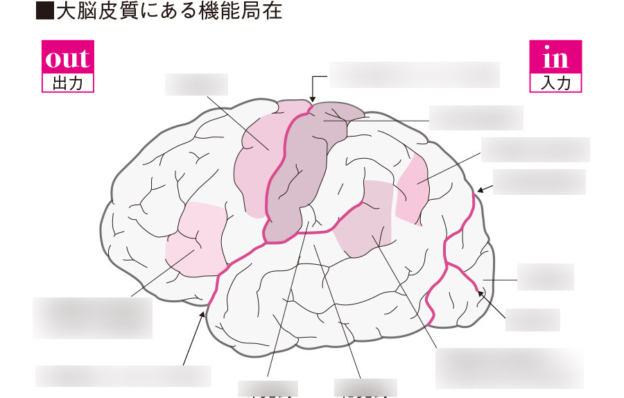 英語力の個人差に関係する脳部位を特定 脳活動を測るfMRI実験で判明