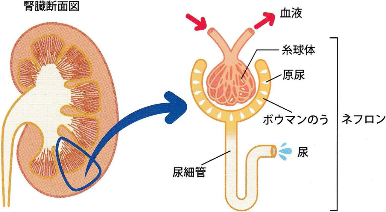 人間の身体☆泌尿器☆腎臓の構造☆文字あり：イラスト無料