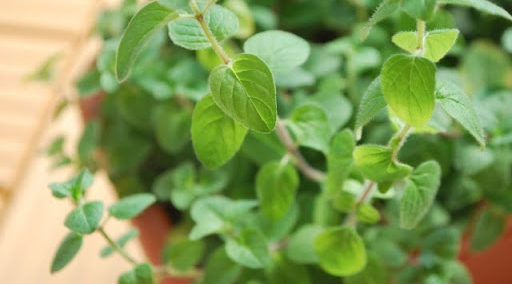 料理以外にも使える、オレガノの6つの使い方と効果ELLE gourmetエル・グルメ