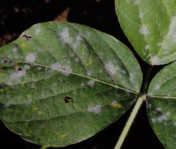 花・野菜の天敵「うどんこ病」について徹底解説！コラム - くらしメイドＤＣＭ