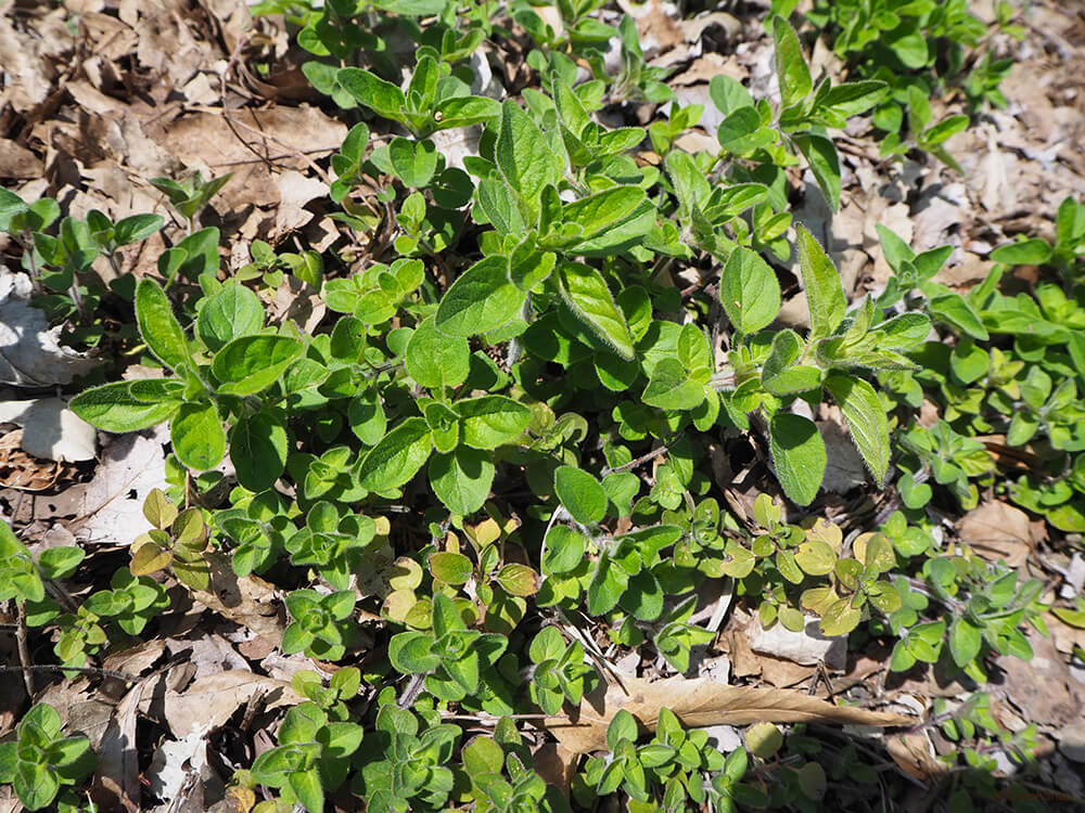 オレガノの育て方・栽培方法LOVEGREEN ラブグリーン