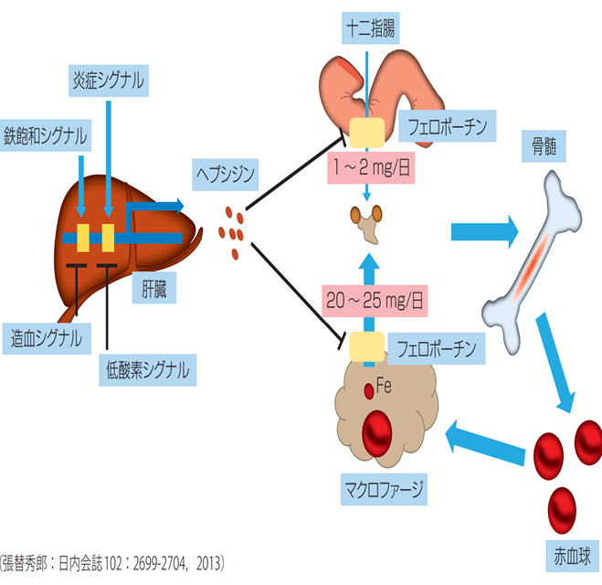 腎臓に赤血球数と血圧を同時に制御する細胞があることプレスリリース・研究成果東北大学 -TOHOKU UNIVERSITY