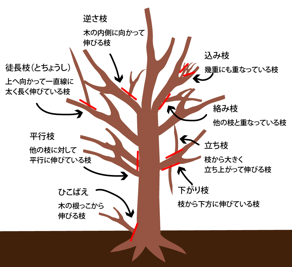 図解で解説する剪定のやり方！効果的な木の手入れと剪定のコツを伝授