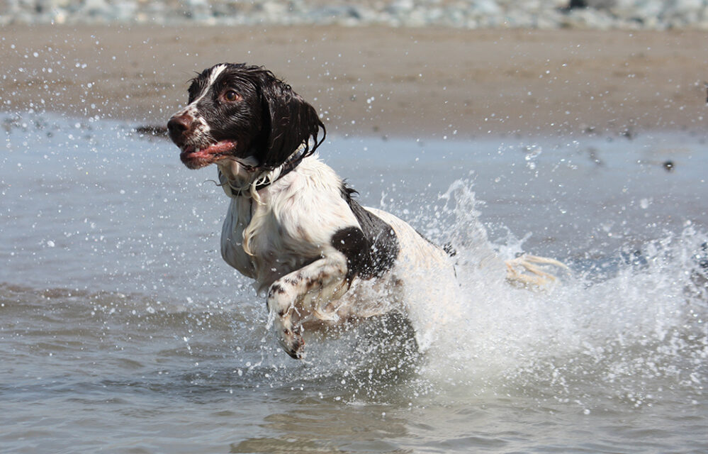 イングリッシュ・スプリンガー・スパニエル 性格・寿命・値段などまとめ！ - 犬の種類図鑑