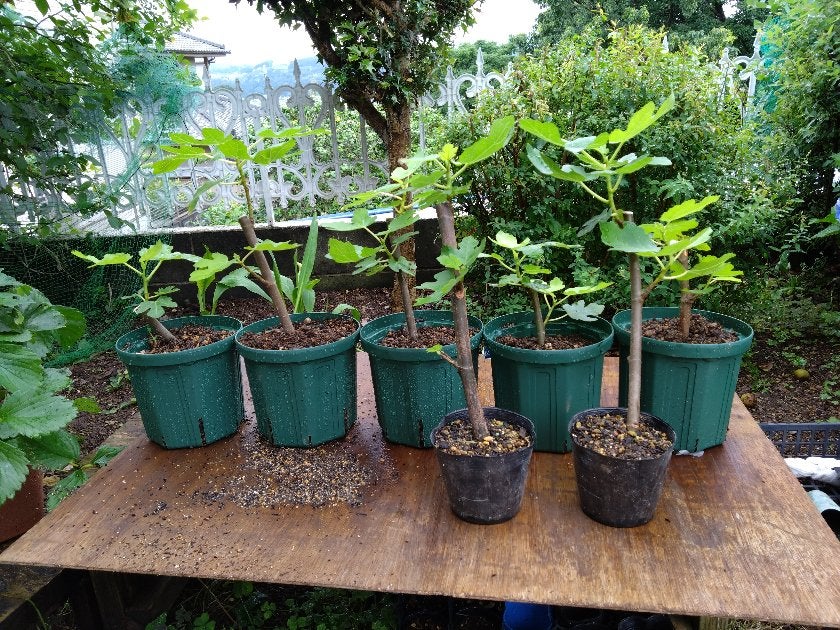 イチジクの挿し木成功率アップ 小さな実は摘み取る？摘果のタイミングや方法を紹介あつおの植物記録