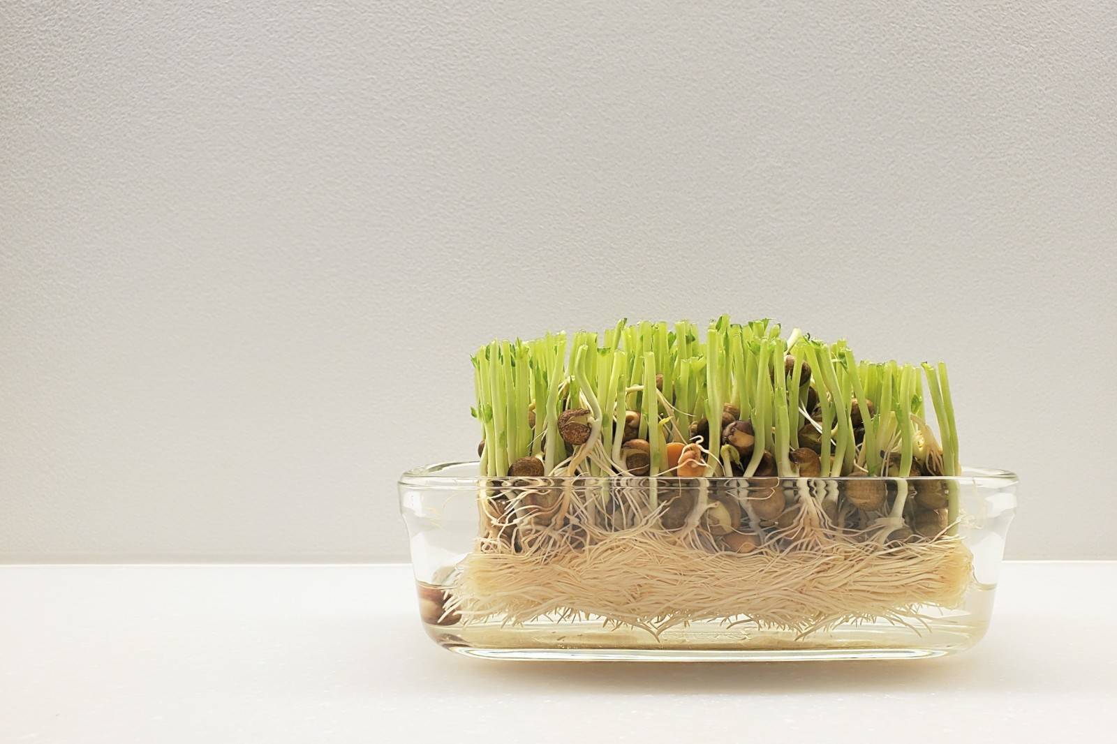 豆苗は2回以上収穫できる？安全に食べられるベストな収穫回数とは管理栄養士が解説ヨガジャーナルオンライン