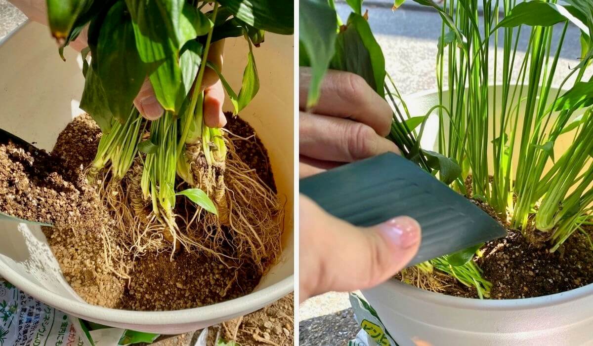 スパティフィラムの株分け - kmmu Flower & Garden ミュウ フラワー＆ガーデン