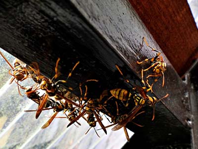 キアシナガバチに刺されたら危険？特徴やその毒性と巣を見つけた場合の対処方を解説 蜂の巣駆除センタ