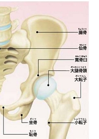 膝の上 太ももの裏 が筋肉痛のように痛い原因は？現役医師が解説リペアセルクリニック東京院