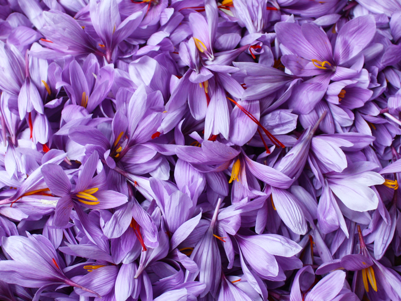 サフランの使い方と効能代用できるスパイスはあるの？ -Food for Well-being -かわしま屋のWebメディア