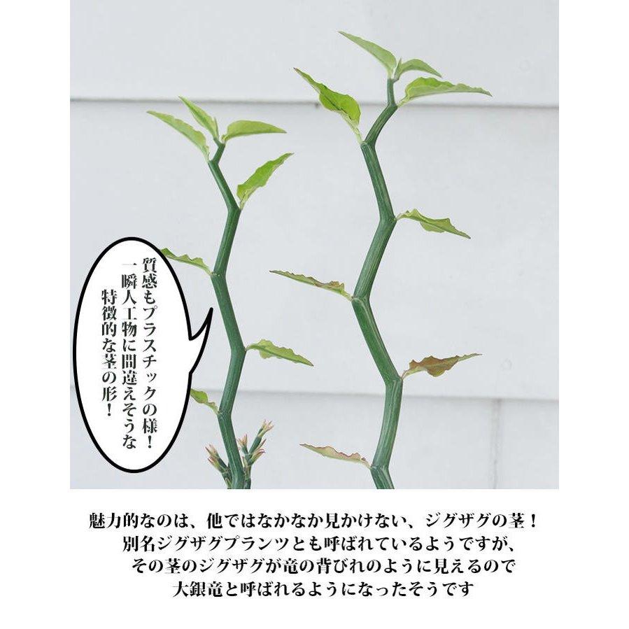 苔玉とダイギンリュウ ペディランサス 🍀GreenSnap グリーンスナップ