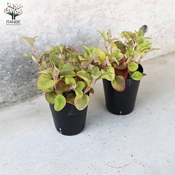 グランドカバーの定番 リシマキア３品種の育成と 我が家の 最強のリシマキアを決定！～２年間生き延びた品種は？ - パパの手間いらず庭づくり＋