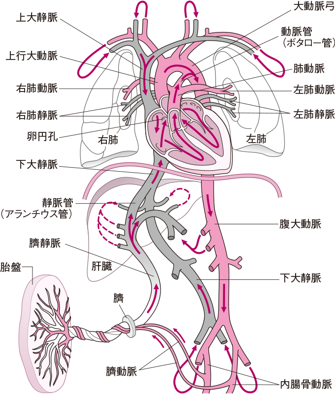 胎児循環のイラスト🎨 フリー素材 看護roo! カンゴルー