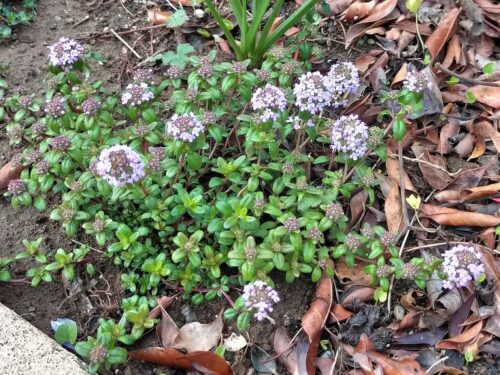 タイム ハーブ のまとめ！ 育て方 庭植えや寄せ植え と花言葉等21個のポイント！植物の育て方や豆知識をお伝えするサイト