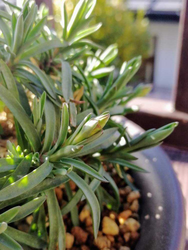 プリザーブドフラワー クリスマス いい夫婦の日 プロポーズmake you happy 記念日 結婚式 枯れない バラ 12本 ブーケ 赤バラバラの花束 花束 花 お祝い プレゼント ギフト サプライズ ブリザードフラワー ブリザーブドフラワー クリスマスプレゼント 高級 銀婚式