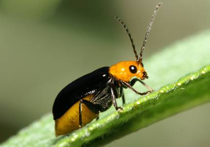 クロウリハムシ 広島大学東広島キャンパス - 広島大学デジタル博物館