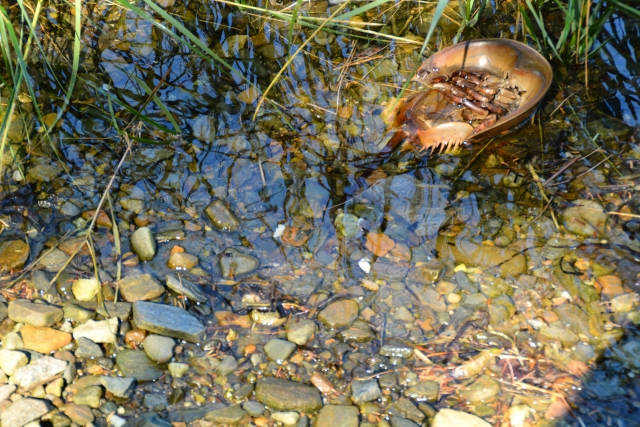 人類の命を救う「青い血」を持つカブトガニを守るため遺伝子工学が用いられている - GIGAZINE