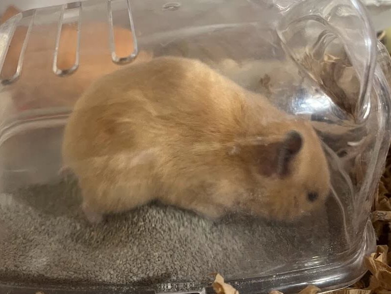 ハムスターの食事 前編セレクション村 アニマルカフェ イースター株式会社