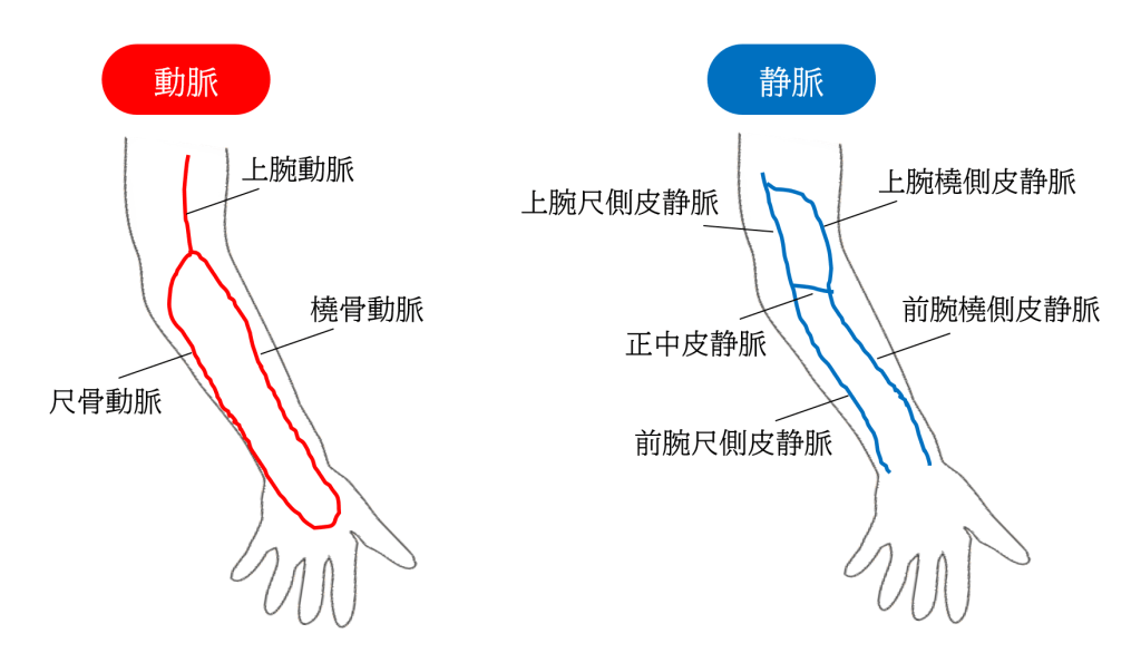 自分のの頚静脈、伏在静脈及び橈側皮静脈の位置を確認せよ これだけ覚えよう 。動物看護師 認定試験 ＜傾向と対策＞
