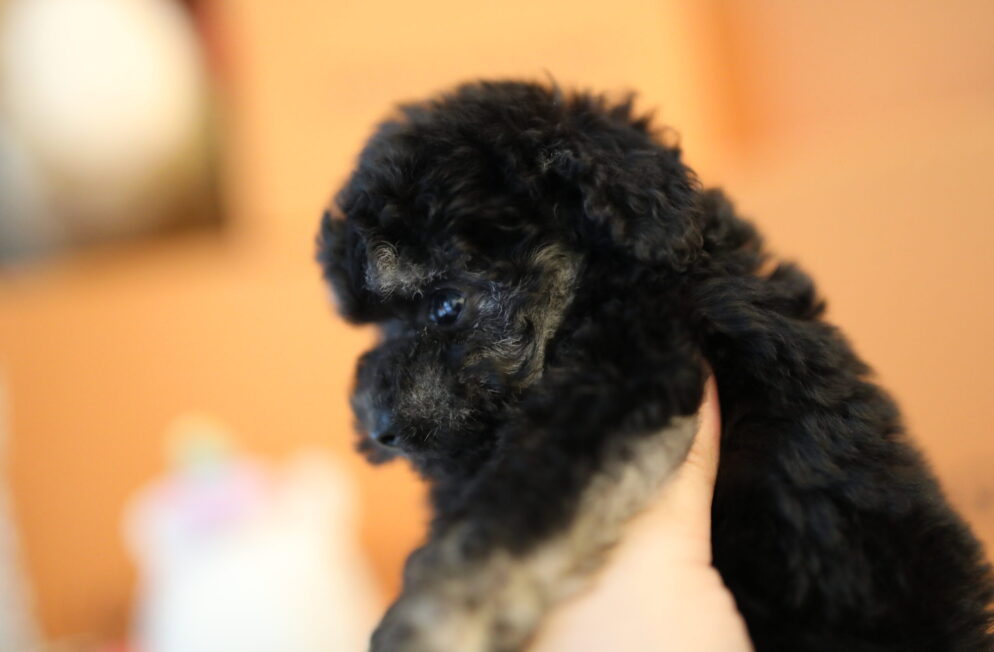 最新！レアカラー！トイプードル ブラックタン女の子♪