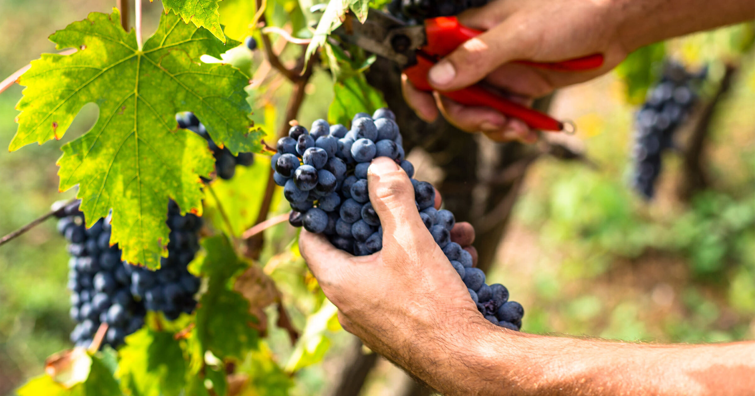 ブドウの仕立て方と剪定奥村 嘉之 WineHacker