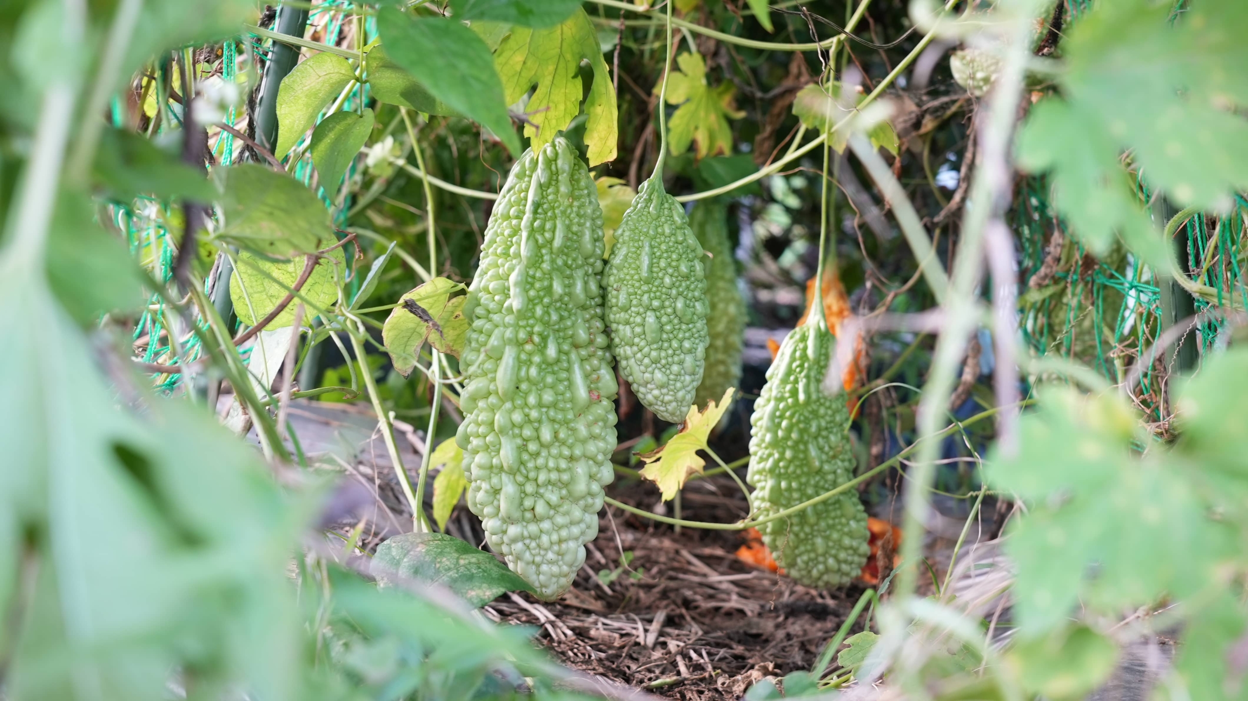 ゴーヤは炭疽病 - 斑鳩便り