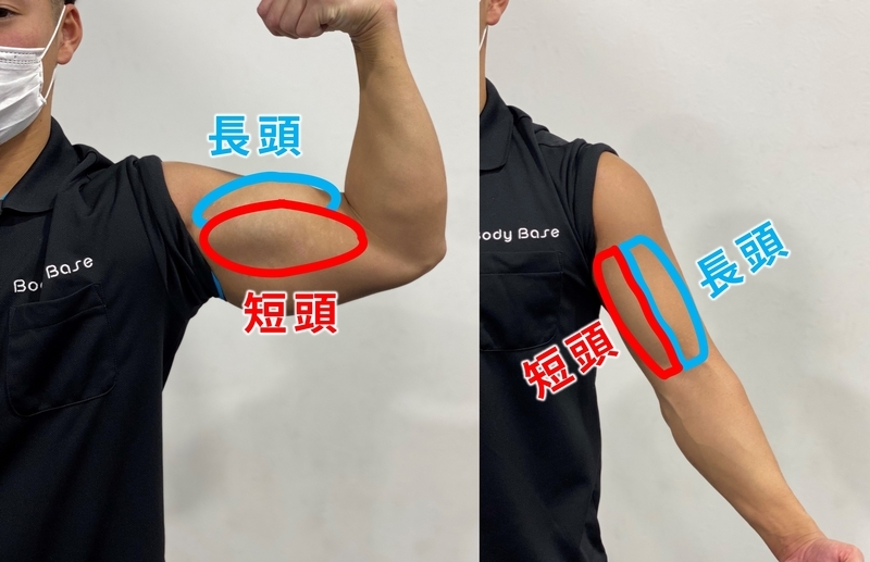 自重だけで鍛えられる極上の上腕二頭筋トレーニング ※ダンベル等不要 - YouTube