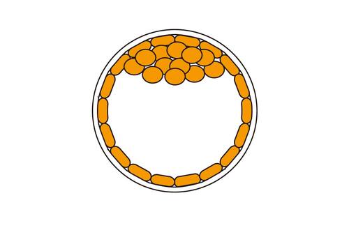 受精」の画像素材 写真・イラスト- イメージマートimagemart