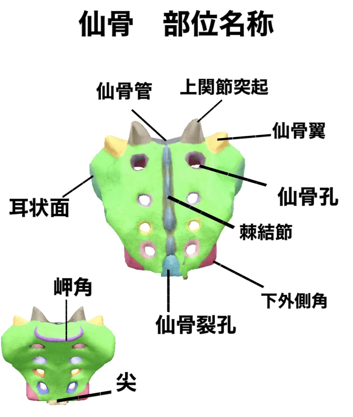 仙骨孔の同定方法 単純XP日常損傷病学