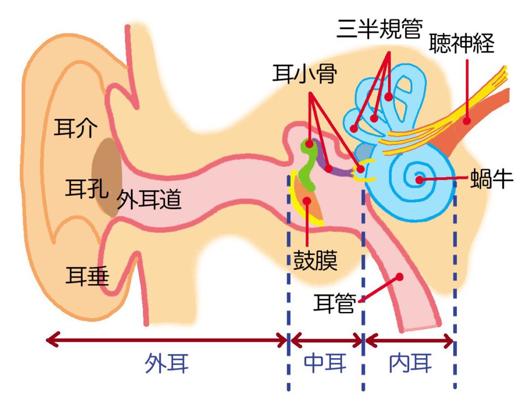 人の声が聞き取りにくい原因と対策会話が聞こえやすくなる工夫とは？補聴器・集音器ならOlive Union オリーブユニオン 公式サイト