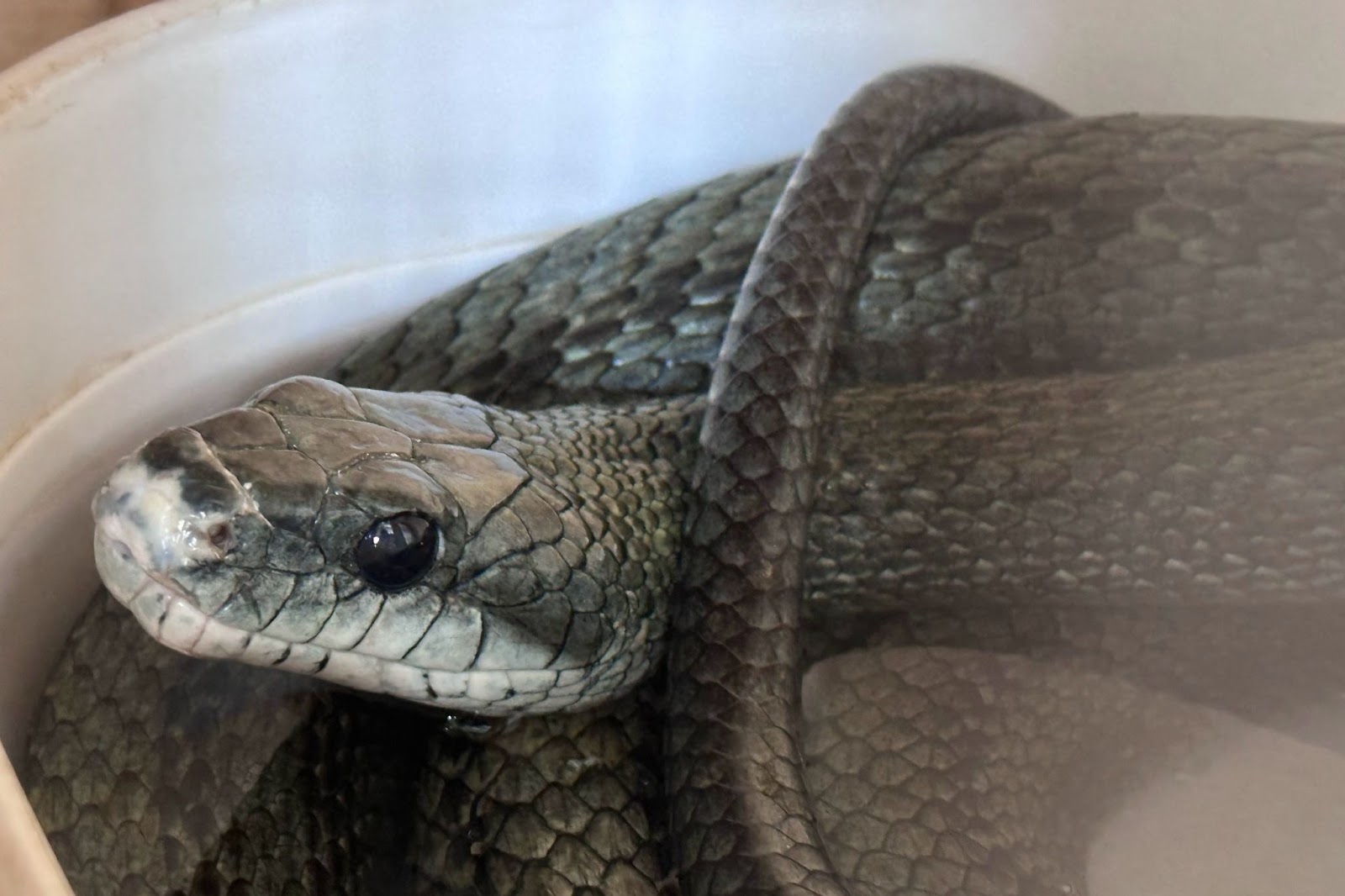 とぐろを巻く の意味と使い方や例文 語源由来– ことわざ・慣用句の百科事典