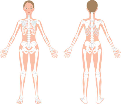 人体の主な骨の名称高津整体院