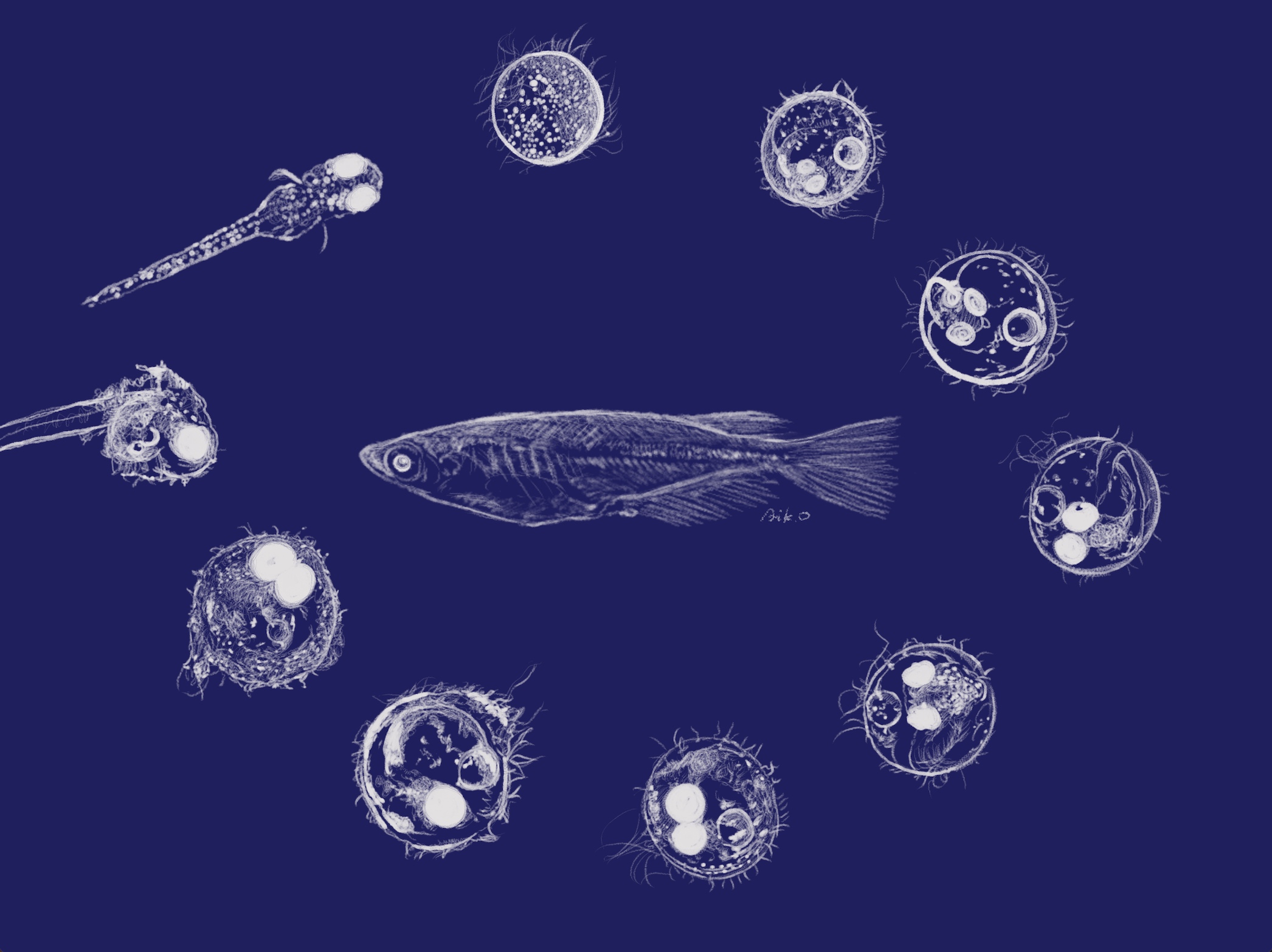 Amazon.co.jp: 胚発生モデル 胎児の成長過程表示モデル 受精卵 ポピュラーサイエンスデモ用生物学教育モデル : 産業・研究開発用品