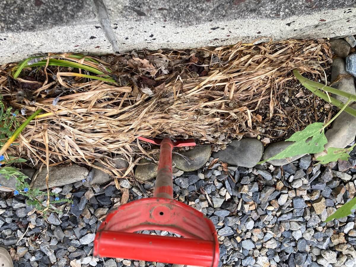 お問い合わせ用 彼岸花の球根 彼岸花の育て方球根の植え方や