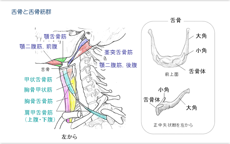 koutougainankotsu Meaning In Japanese - Mazii