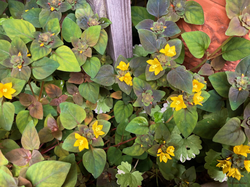 リシマキアは日陰もバラの株元も美しく彩る這って広がる植物GardenStoryガーデンストーリー