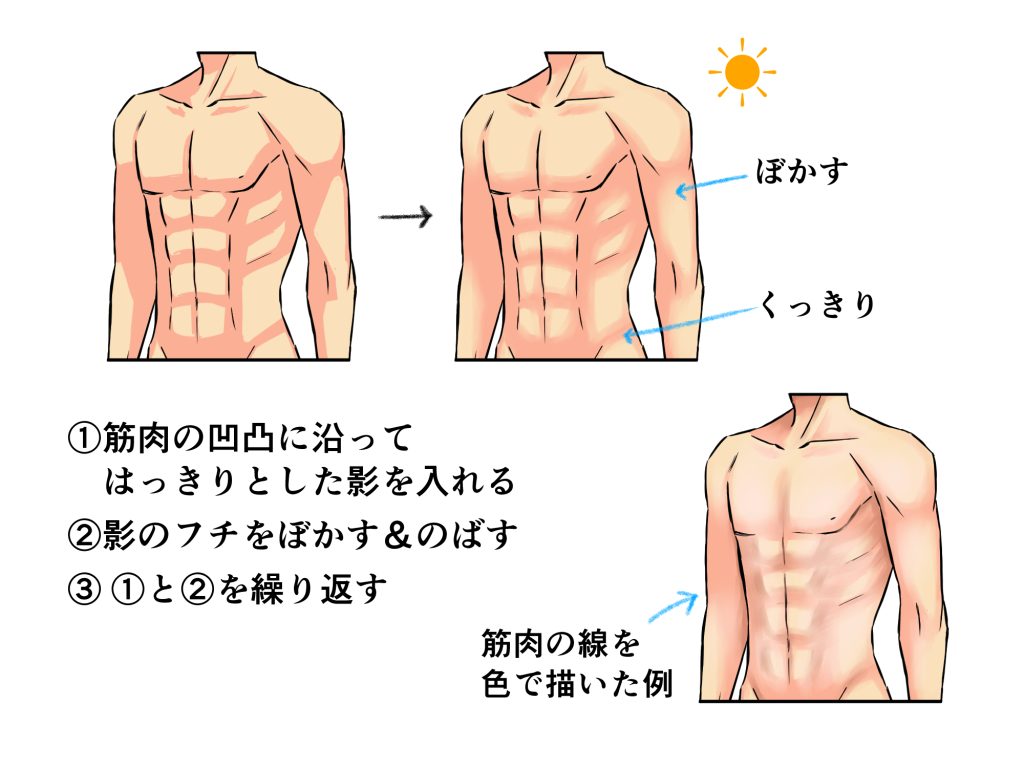 世界一わかりやすい 筋肉のつながり図鑑画材・文具雑貨の通販 Toolswebshop cotoramonora
