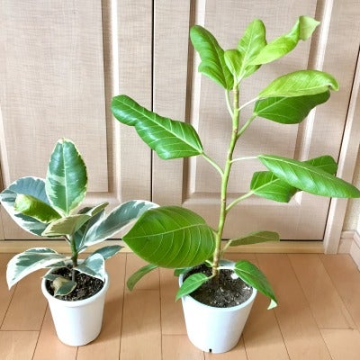 葉焼けしてしまった葉っぱを切ってしまうか迷っています。 - 写真にあるように- Yahoo!知恵袋