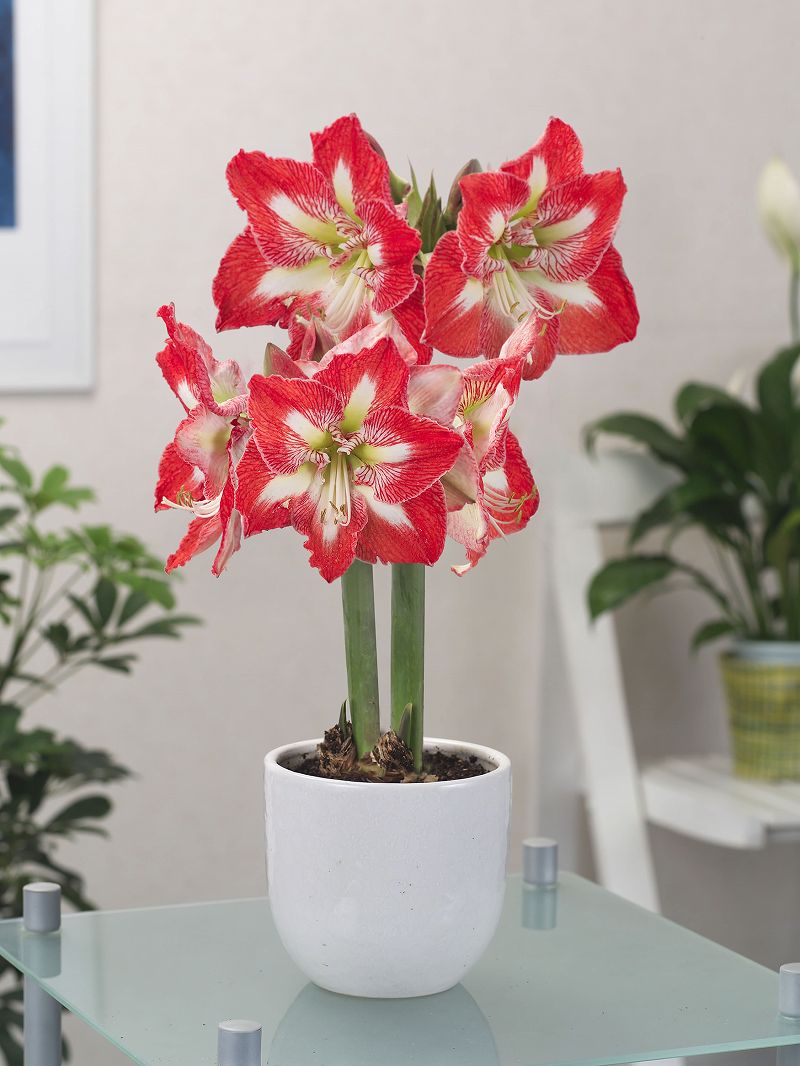 アマリリスの育て方植え替えや株分け、冬越しなど栽培のコツを初心者向けに解説コーナンTips