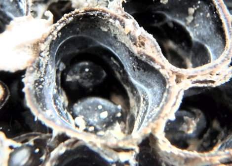 ハタケチャダイゴケ