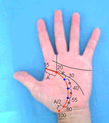 生命線の意味とは？枝分かれしているとどうなるの？短い時や切れてる時の意味は？無料占いfushimi