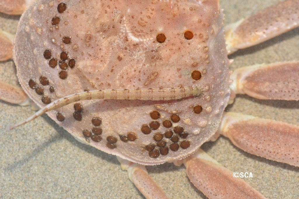 かゆい・工房Chittoの手のマメ