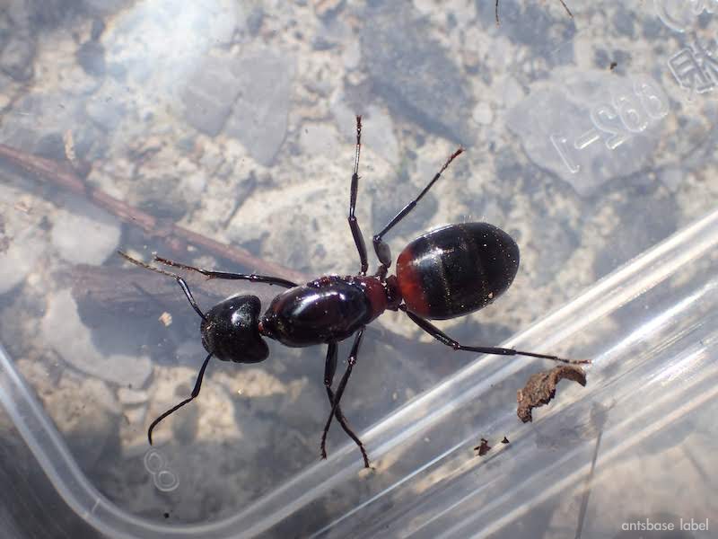 クロオオアリVS ムネアカオオアリの死闘